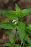 Narrowleaf cowwheat